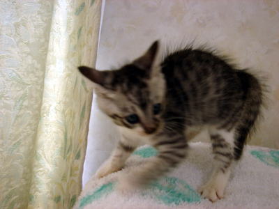 DSC00515-11.jpg